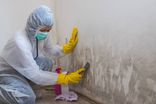 Trusted San Carlos, TX Mold Remediation Experts