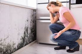 Best Air Quality Testing for Mold Spores  in San Carlos, TX